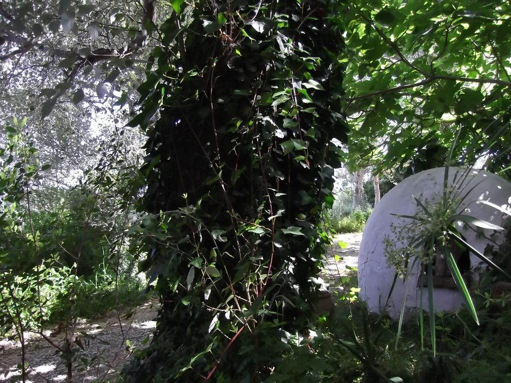 Casa Montecote Eco Resort Vejer de la Frontera Eksteriør billede
